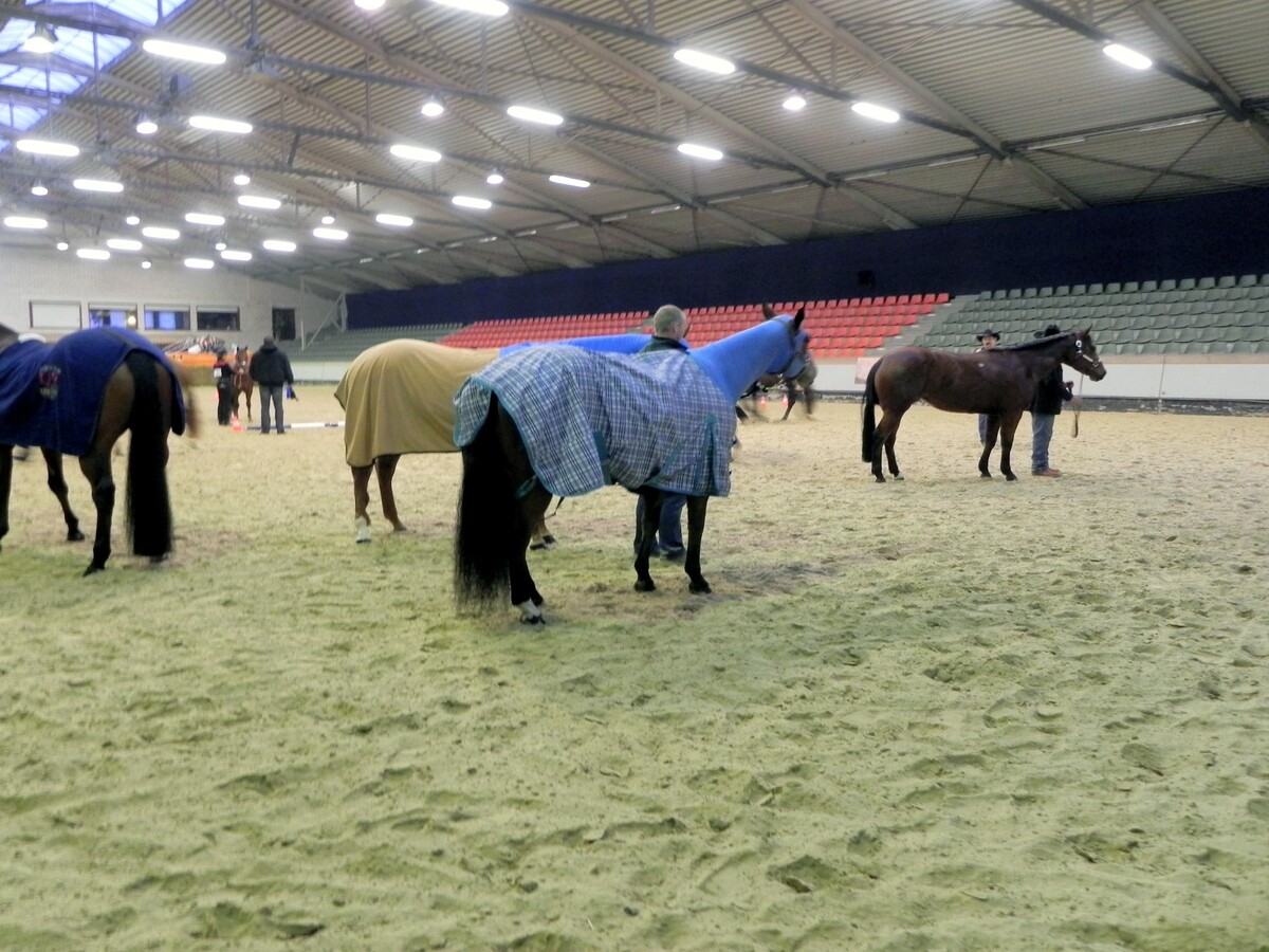 Hippisch complex ‘Azelhof’ op ca. 16 ha te Koningshooikt (Lier) 