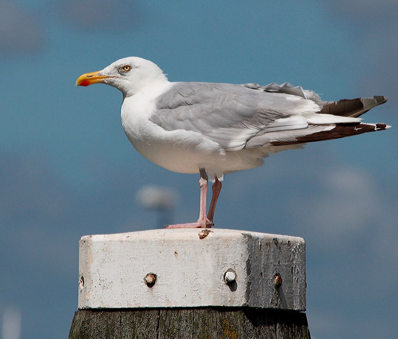 Ontsnap aan de dagelijkse drukte en geniet van een heerlijke vakantie in de te koop aangeboden sfeervolle chalet (nr. 244) op park Duinzicht te Koudekerke! 