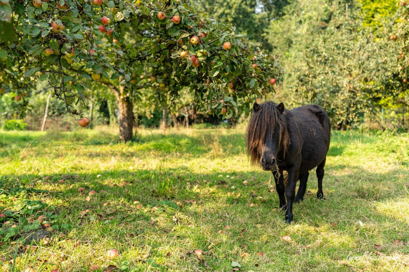 Propriété vendu À Neerpelt