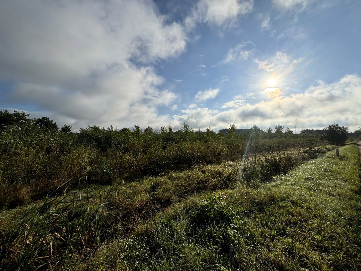 Recent geplant bos van 5ha 10a 79ca in Balen-Wezel 