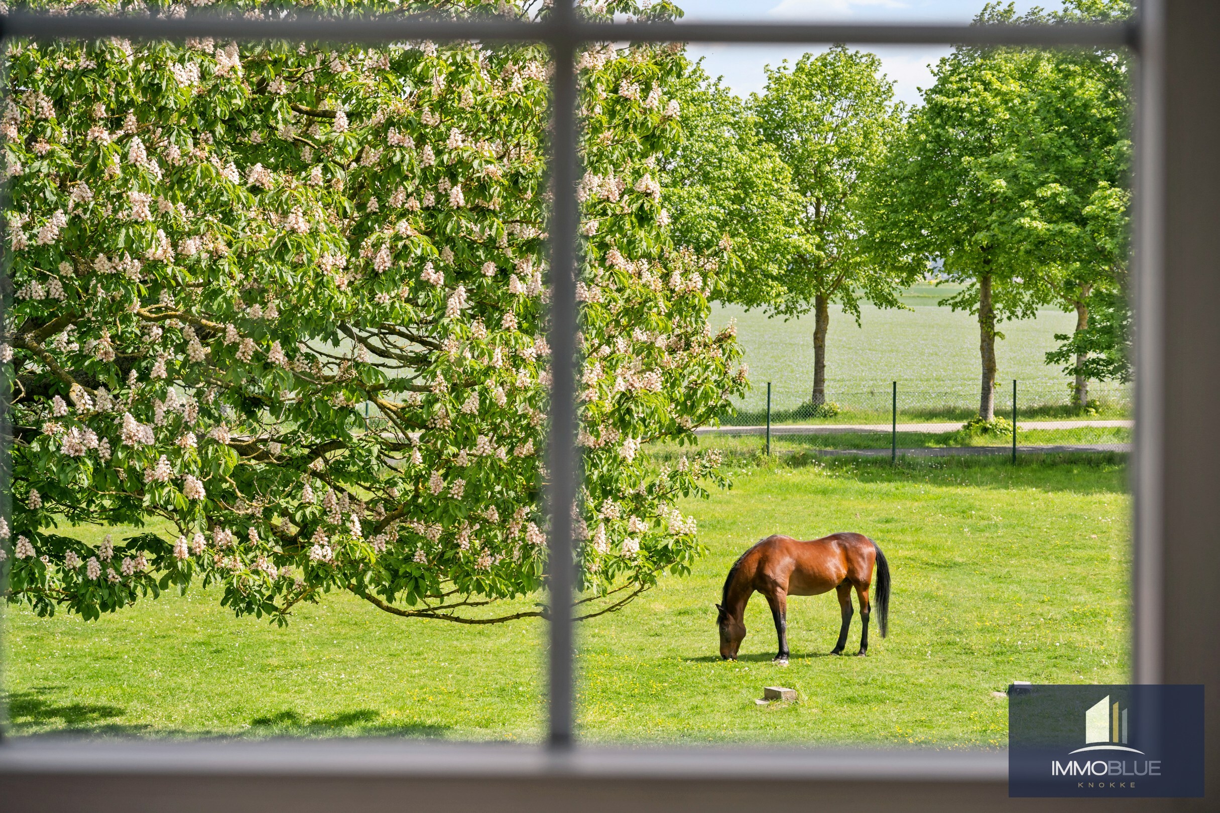 Domaine idylliquement situé avec maison rénovée, espace professionnel et installations équestres étendues. 