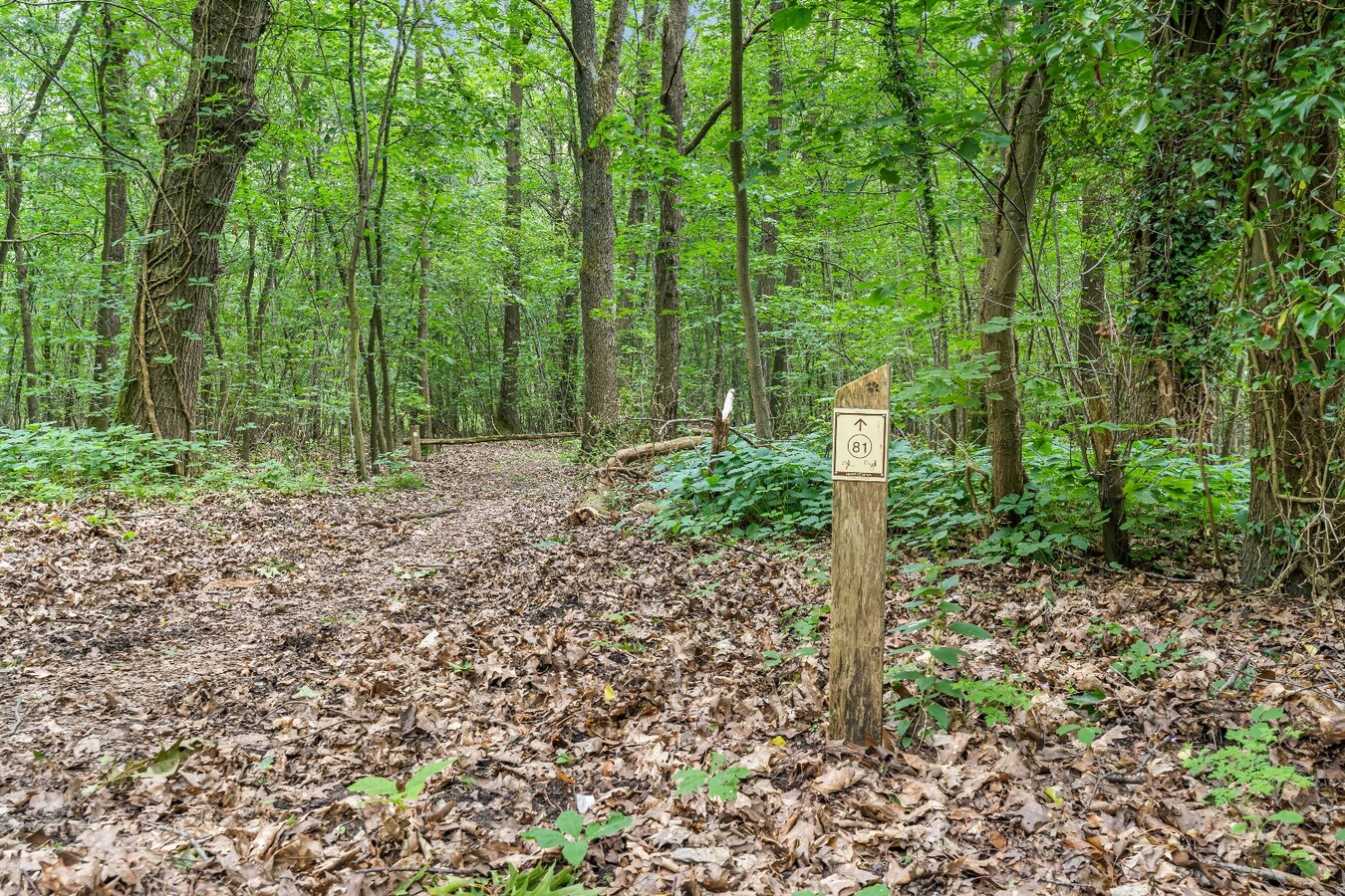 Authentiek horecapandje ideaal voor een healthy coffee-, lifestyle- en natuurconcept in het Dilserbos-Sparrendal. 