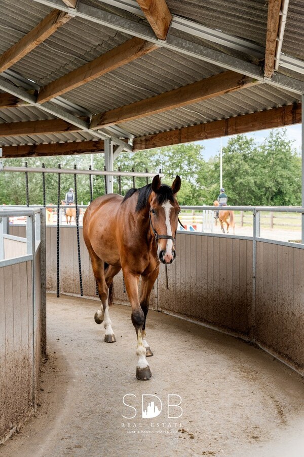 Prachtige villa met hippische accommodatie en graslanden op +/- 9 ha 