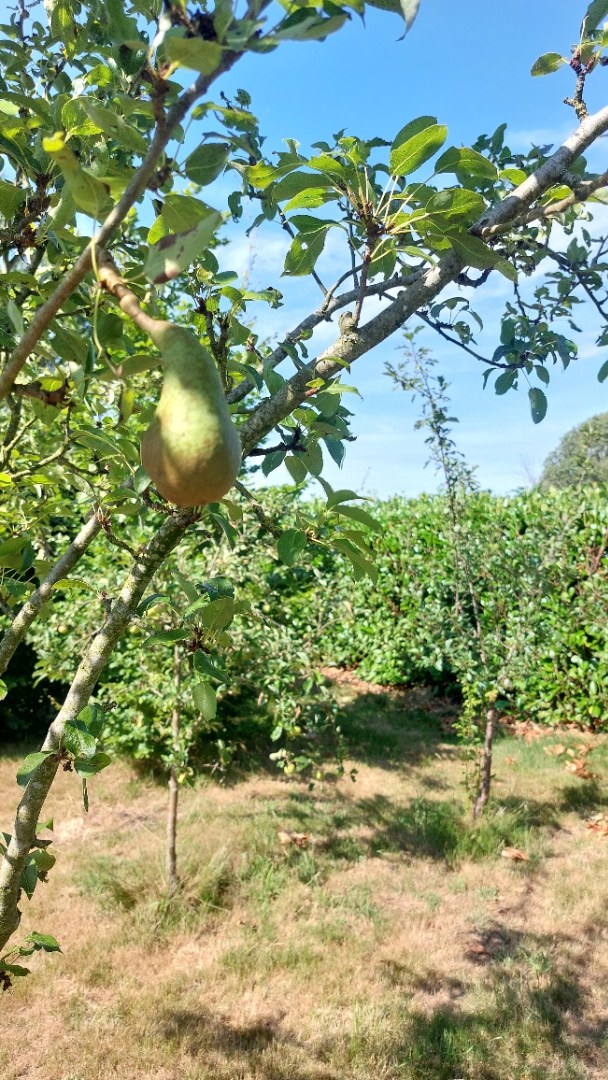 Bos te koop in Weert