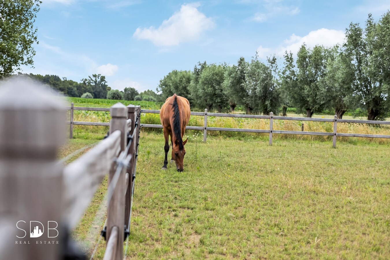 Paard, paard in de wei