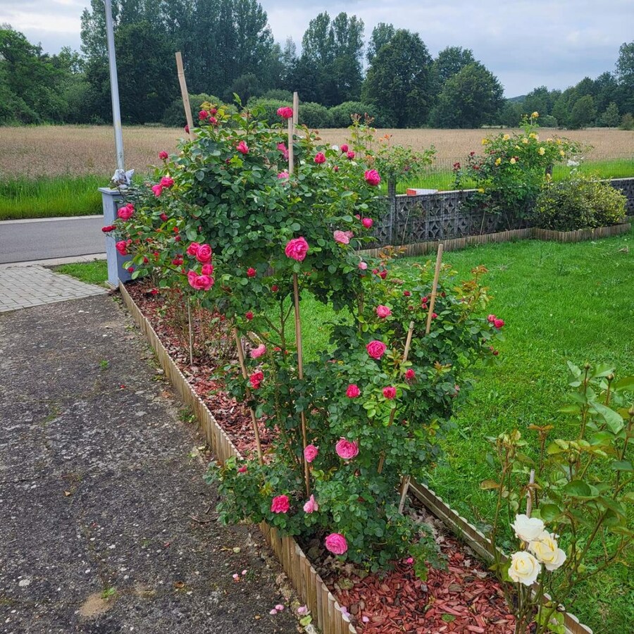 Zeer rustig gelegen gelijkvloerse woning met drie slaapkamers 
