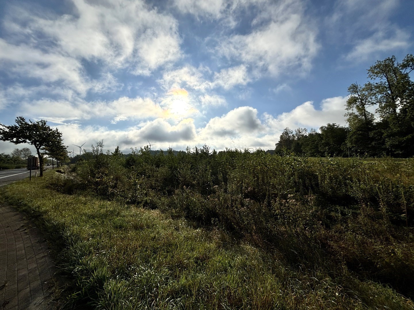 Recent geplant bos van 5ha 10a 79ca in Balen-Wezel 