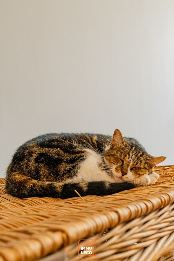 Grande maison avec surface commerciale, en plein centre-ville, COUP DE COEUR absolu ! 