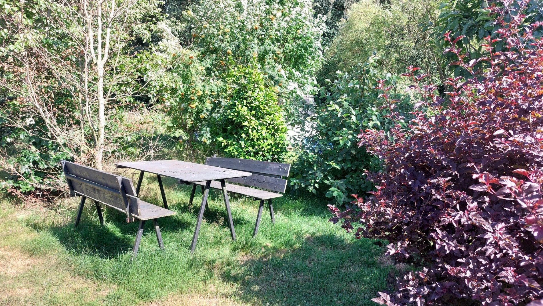 Bos te koop in Weert