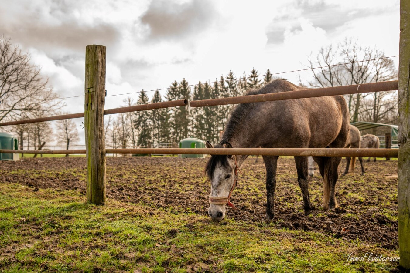 Magnifique complexe équestre avec maison d'entreprise, environ 33 écuries et une piste intérieure sur plus de 5,6 hectares à Bever (Brabant flamand). 