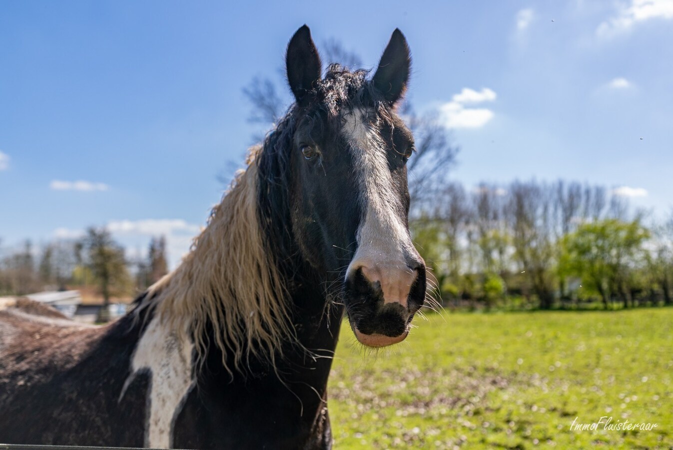 Charmante boerderij met piste en weides op ca. 60 are te Hoeselt 