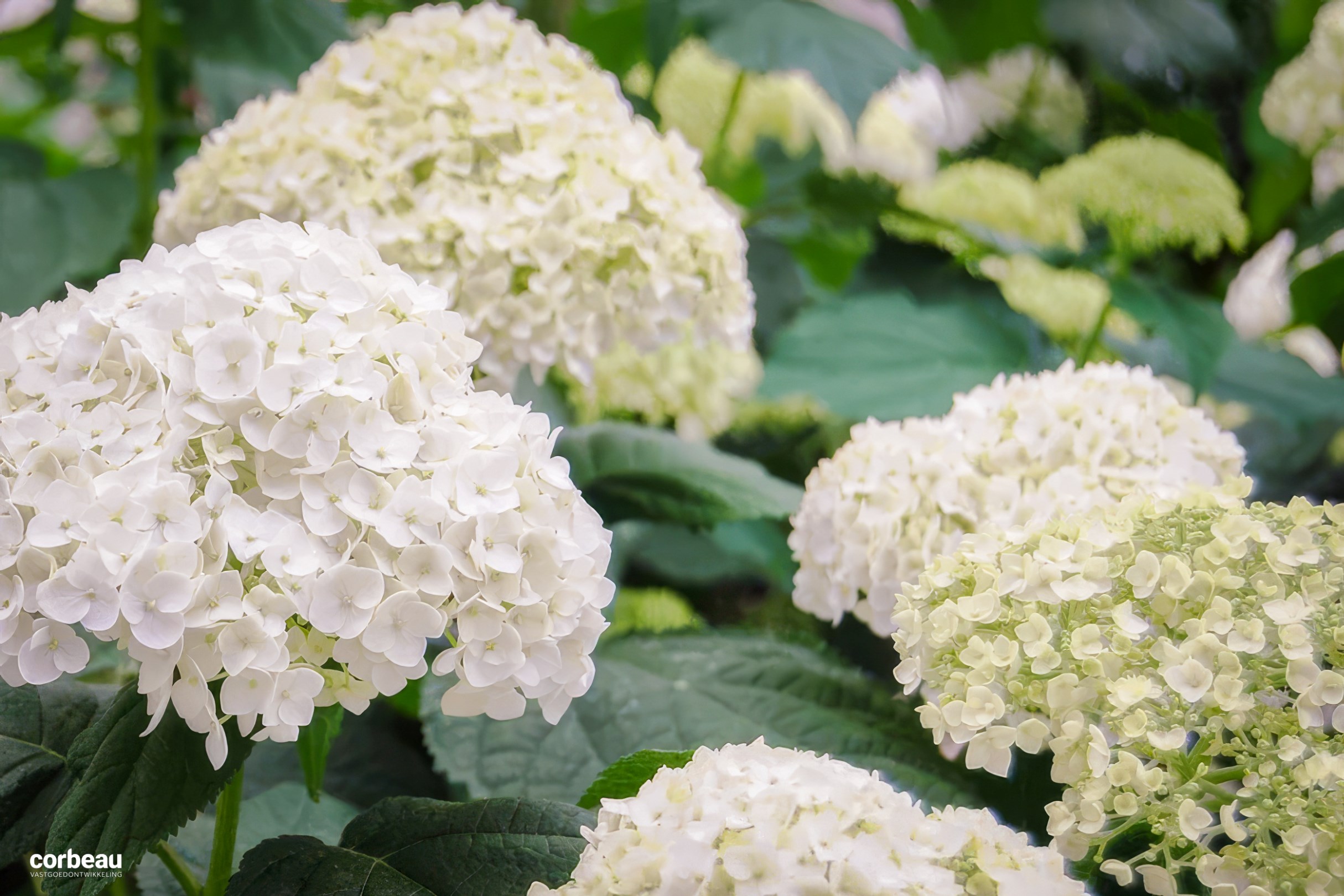 Stijlvol en luxueus wonen in hartje Koksijde! 