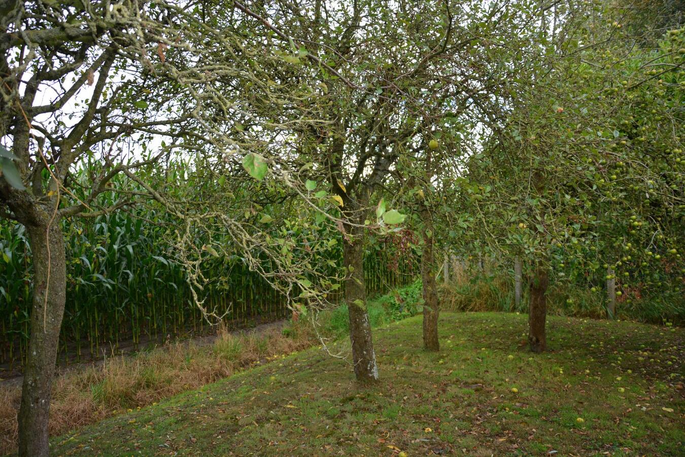 Rustig gelegen woning met prachtige tuin 