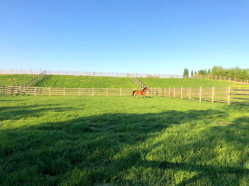 Exclusief professioneel hippisch centrum op ca. 3,5ha te Fleurus (Henegouwen; België) 