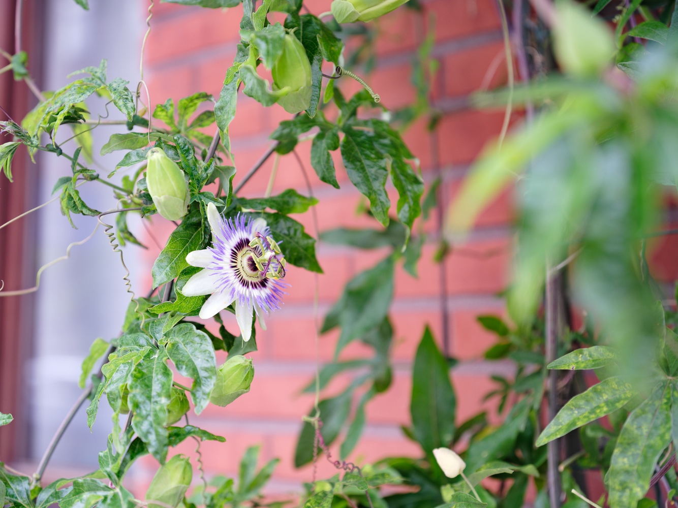 Ruim huis met stadstuin 