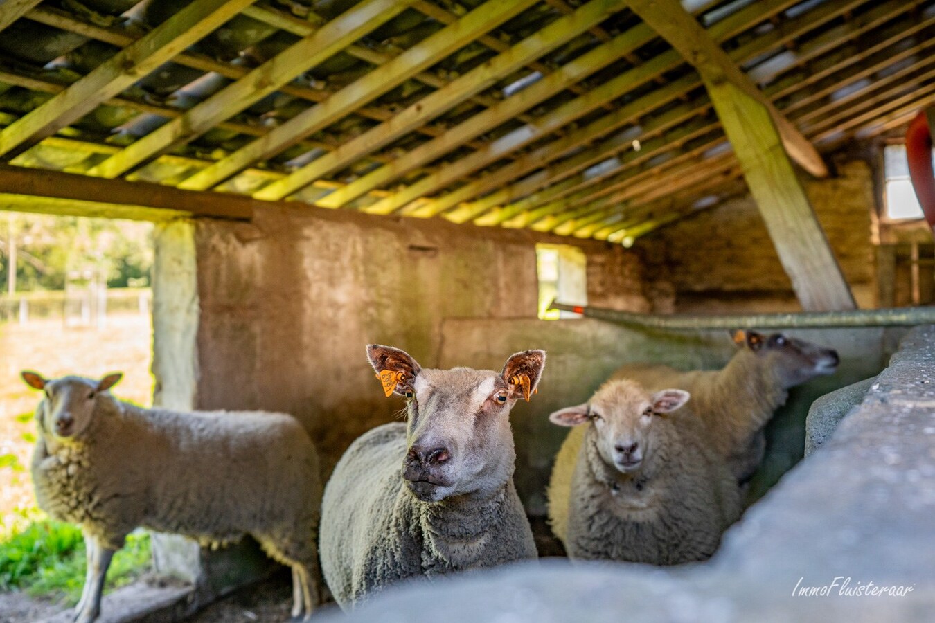 Ferme unique dans un emplacement exceptionnel sur environ 5 hectares à Peer 