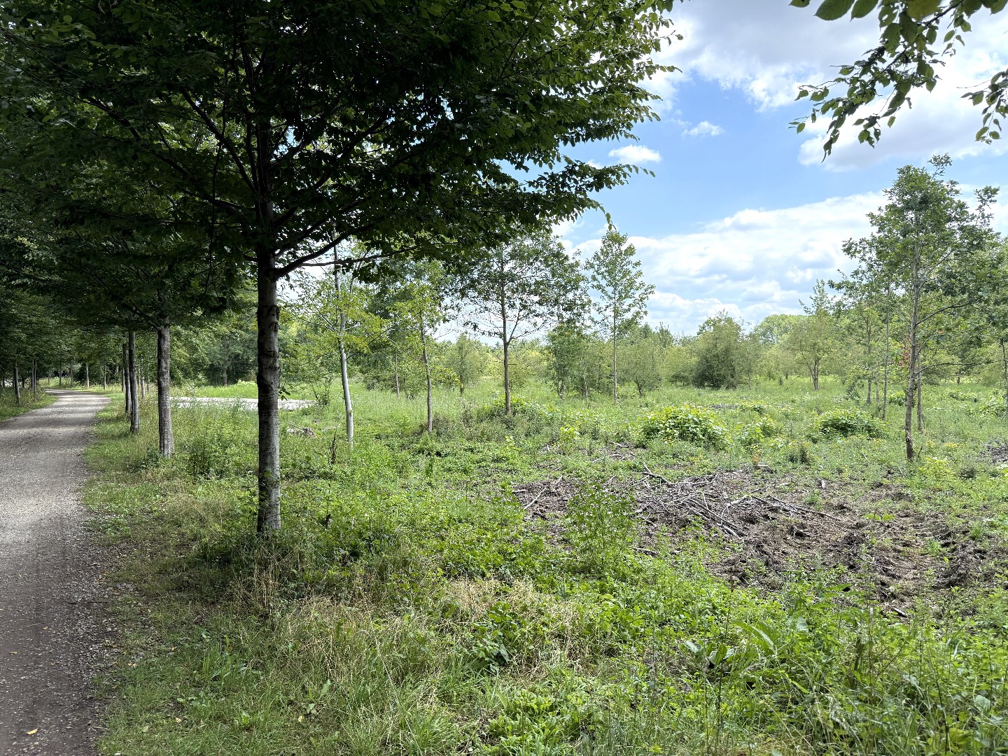 Perceel bos/weiland 5ha in natuurgebied De Kevie te Tongeren 