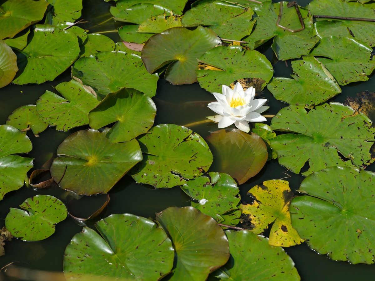 Uitzonderlijke moderne villa - architectenwoning 