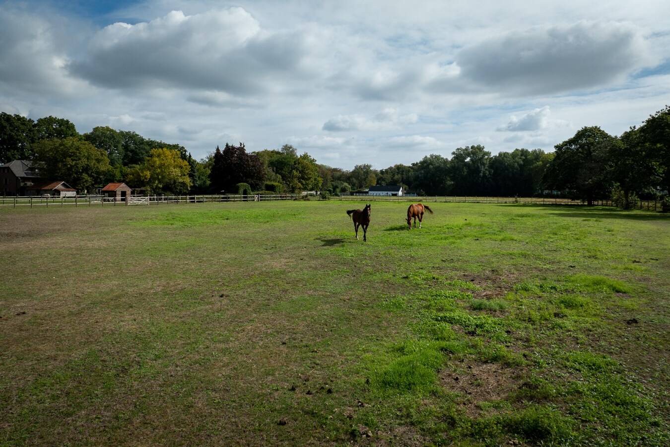Ruime woning met weide en paddock op ca. 1ha te Bocholt 
