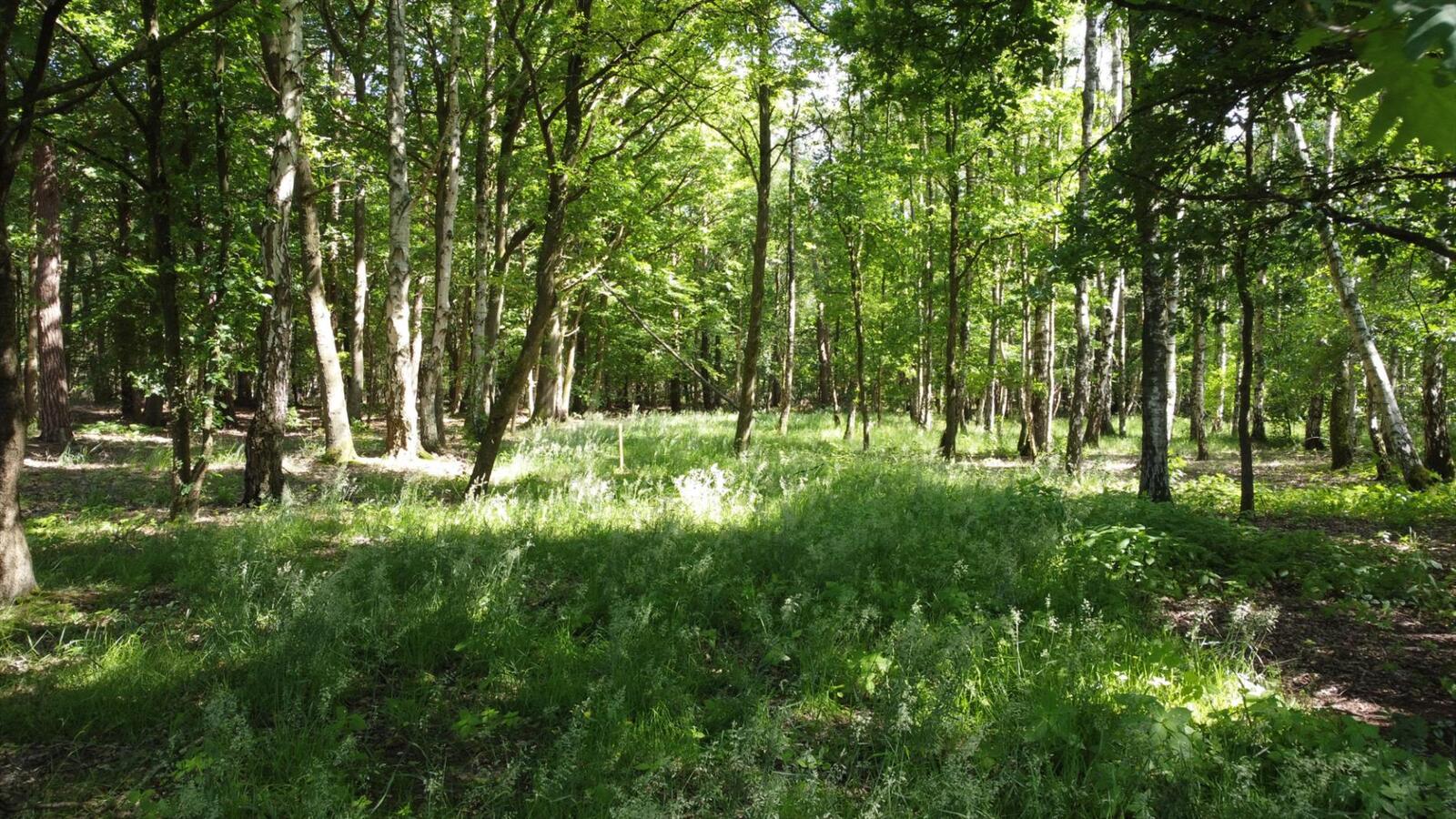 Uitzonderlijk rustig gelegen perceel van 2.500 m² met privé oprijlaan van ca. 60 m grenzend aan natuurgebied te Brecht. 