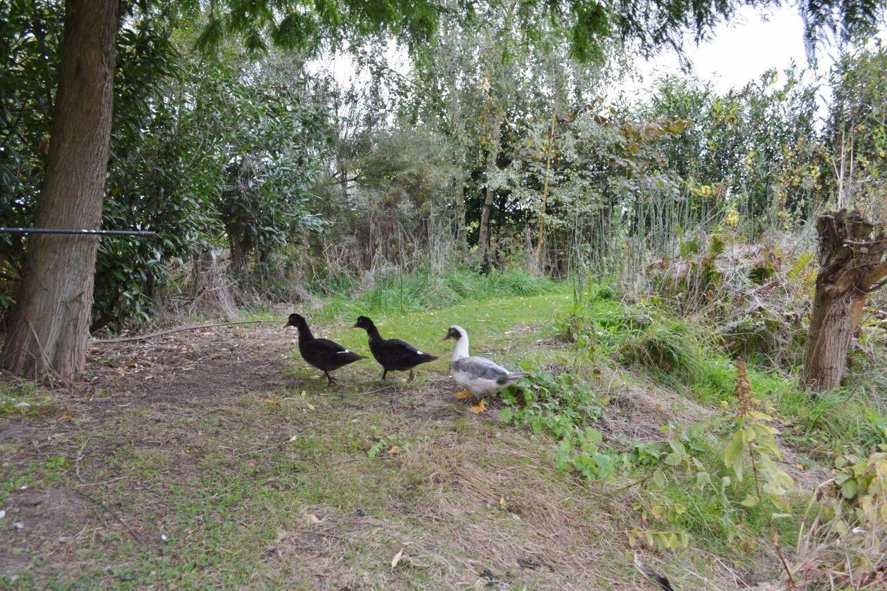 Leuke ééngezinswoning op ca. 2,32ha te Geluveld (Zonnebeke) 