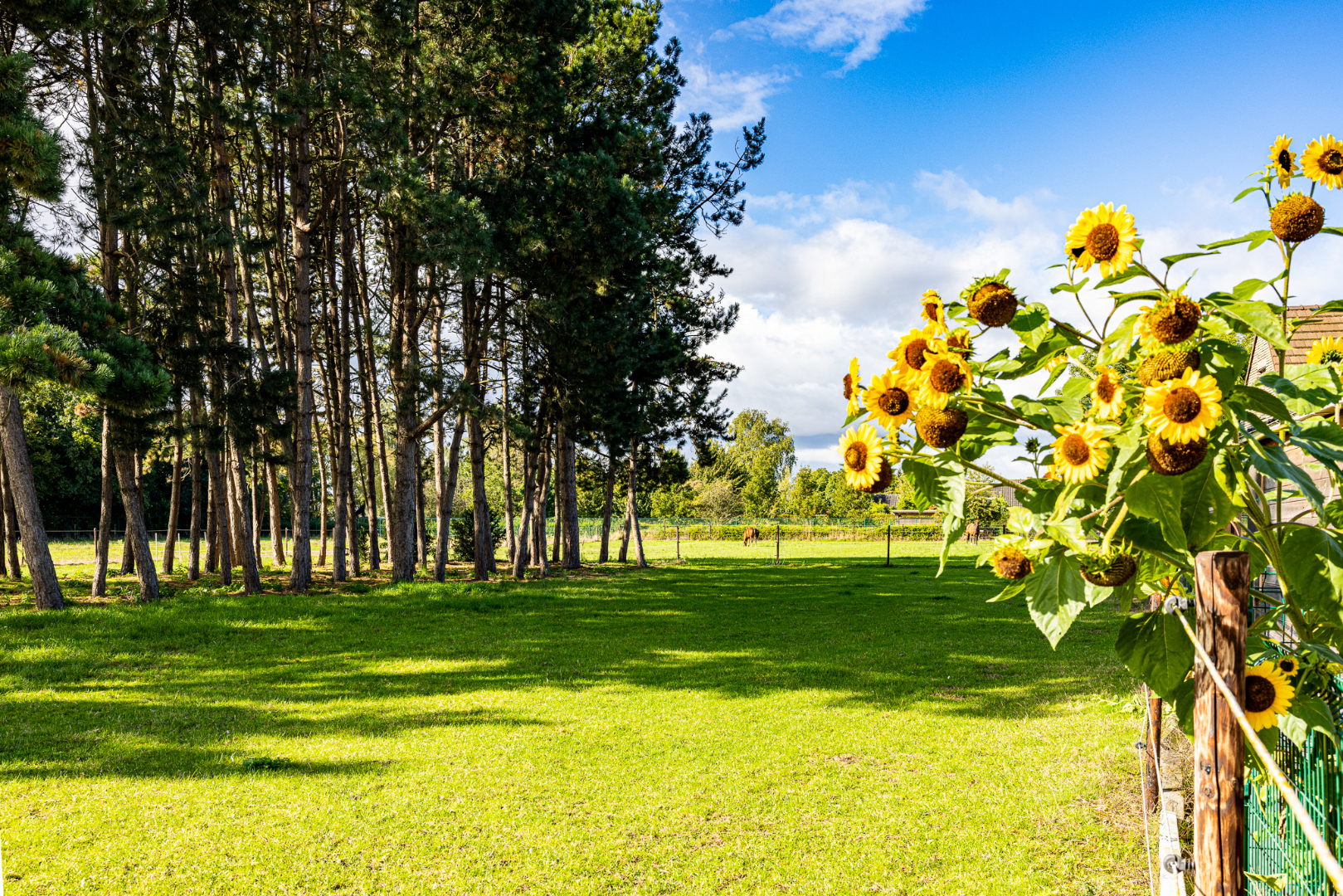 Energiezuinige woning op 6.229 m² met 4 slpks én ideaal voor paardenliefhebbers te Adegem 
