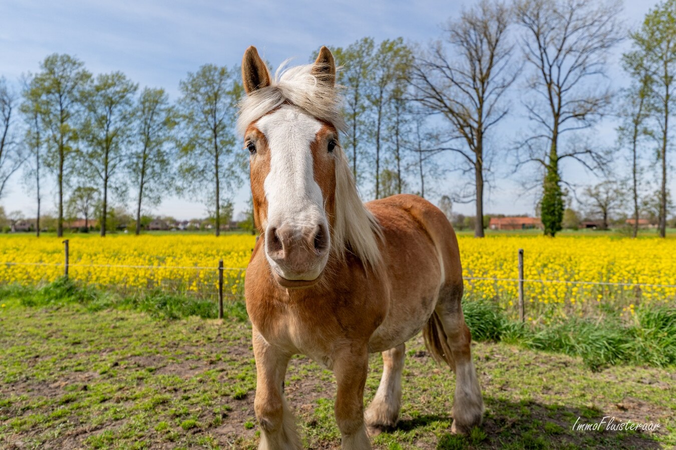 Woning met stalgebouwen en buitenpiste op ca. 6ha te Bocholt 