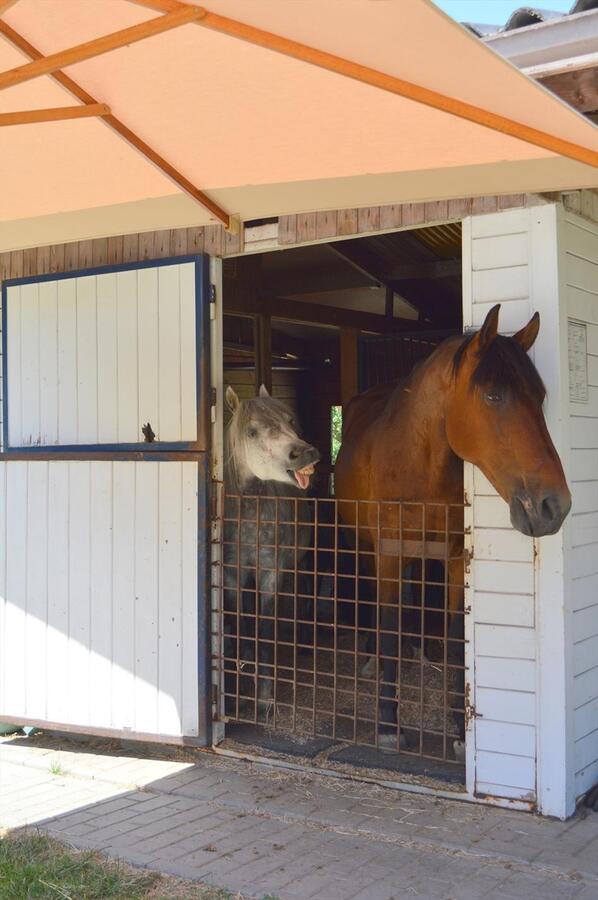 Mooie gezinswoning met stalgebouw en piste op ca. 5400m² te Dworp 
