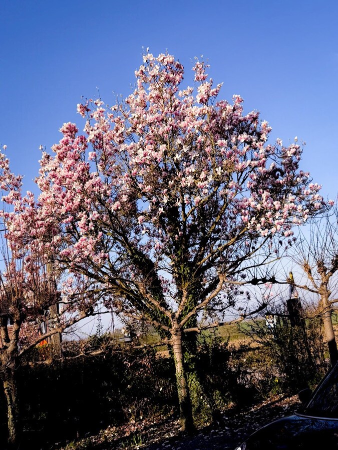 Op te knappen karakteristieke hoekwoning, 4 slpk, (EPC-label C) gelegen aan het Haspengouwse landschap. 