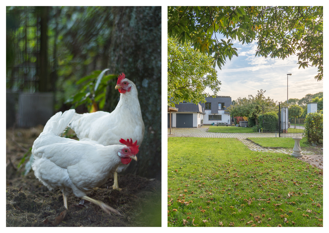 Ruime villa nabij natuurreservaat Het Groot Molsbroek te Lokeren 
