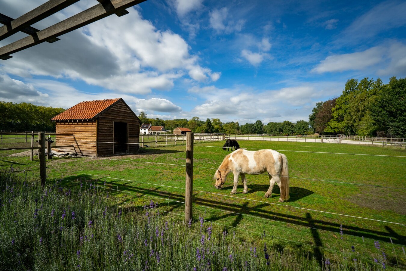 Landelijk gelegen woning met buitenpiste en weide op ca. 1ha te Bocholt 