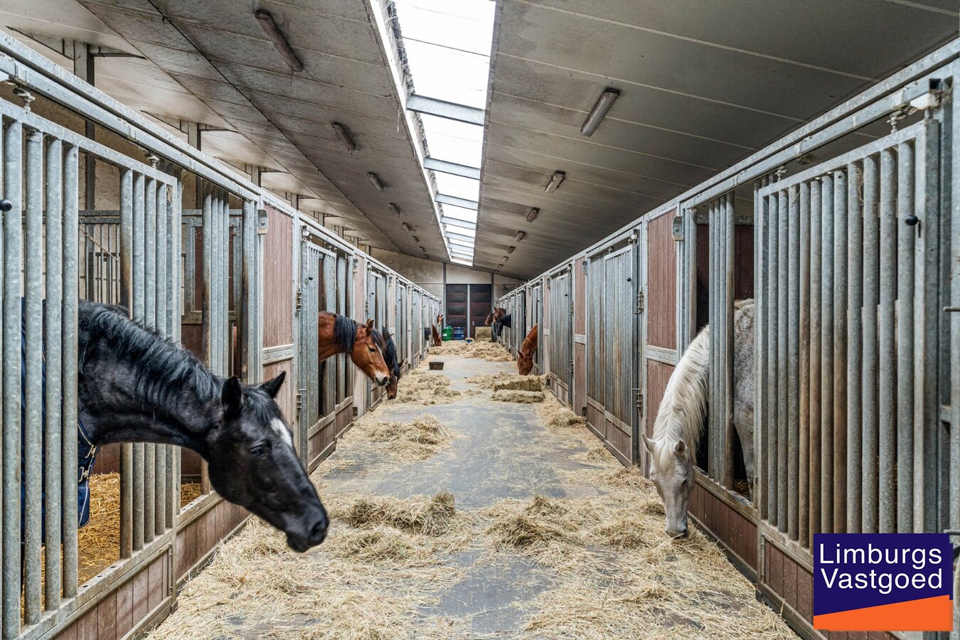 Landelijk gebouwencomplex voor paardenhouderij, op ong. 3ha 50a met stallen, weides/paddock, binnen-en buitenpiste, en woning. 
