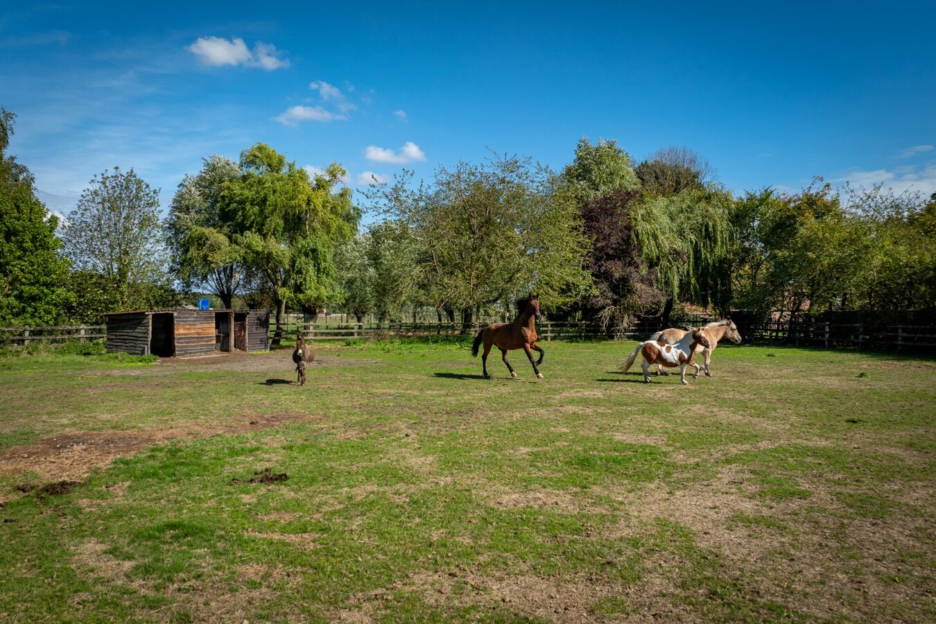 Renovated farmhouse with pasture on approximately 2 hectares in Veldegem. 