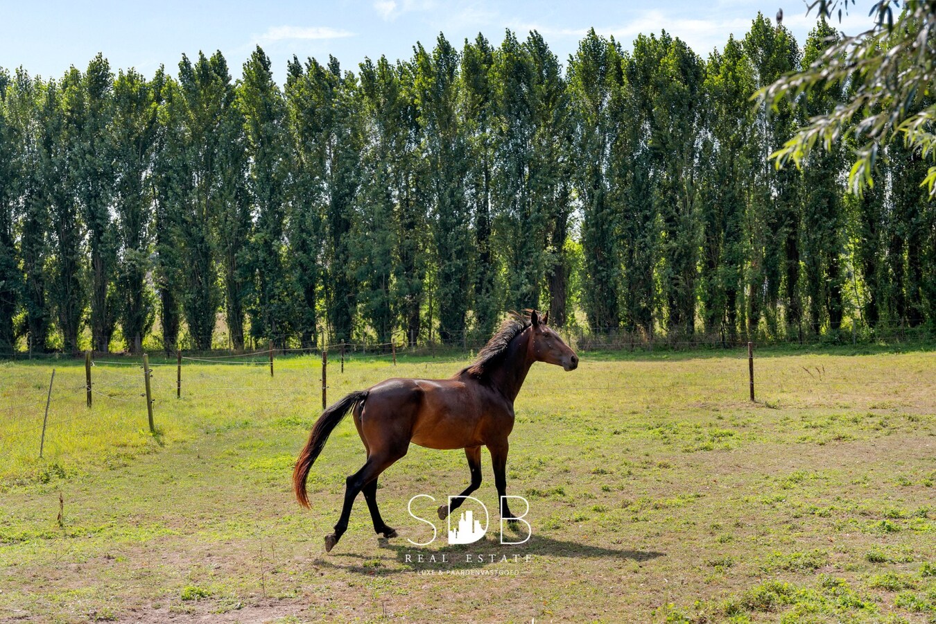 Paarden, weide