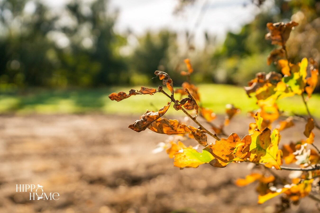 Hedendaags woning met hangar en aanpalend grasland op +/- 1,5ha 